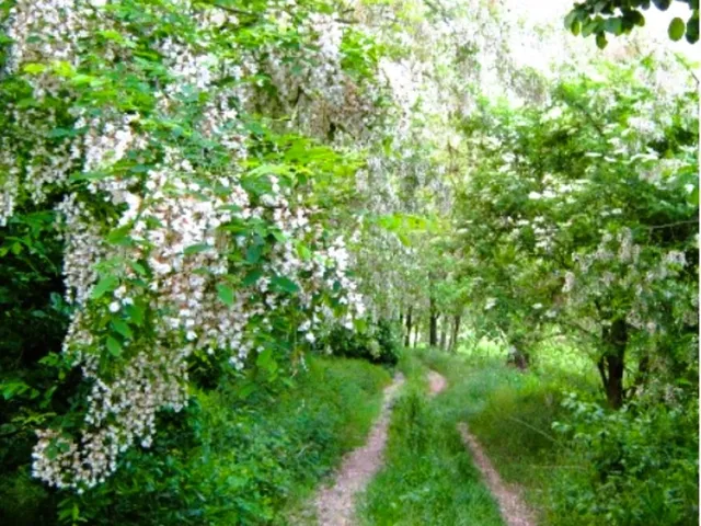 Eladó mezőgazdasági ingatlan Balatonhenye 24655 nm