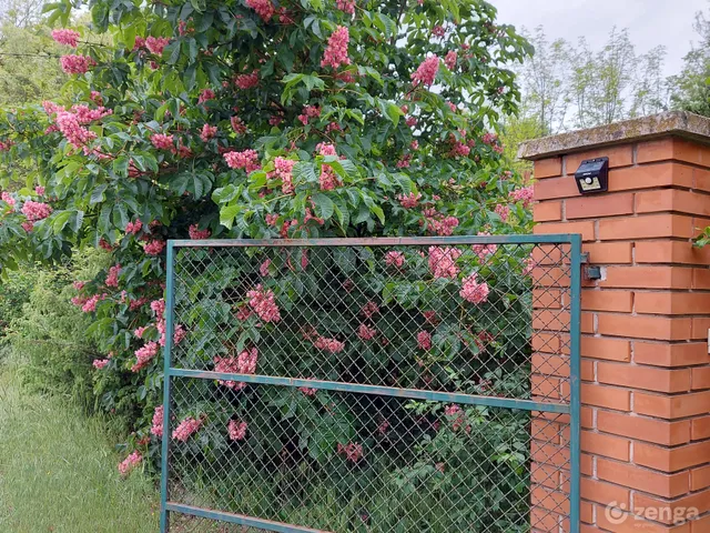 Eladó mezőgazdasági ingatlan Szank 190 nm