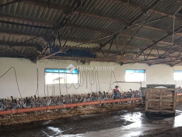 Kiadó mezőgazdasági ingatlan Sárrétudvari 1000 nm