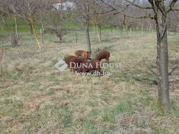 Eladó kereskedelmi és ipari ingatlan Sükösd 300 nm