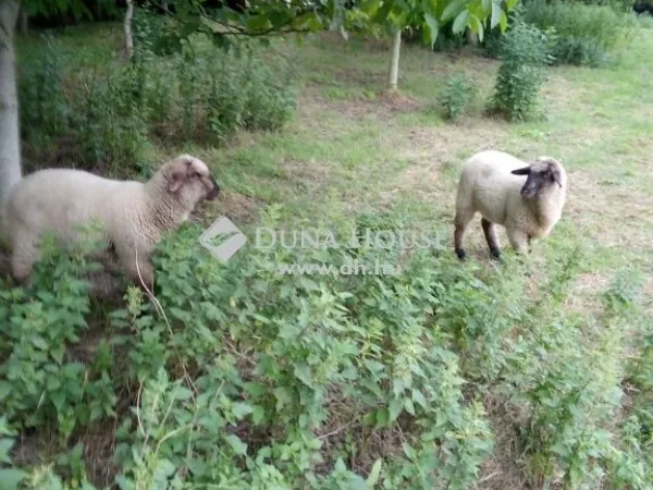 Eladó kereskedelmi és ipari ingatlan Sükösd 300 nm