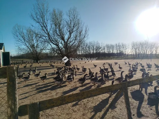 Eladó mezőgazdasági ingatlan Tatárszentgyörgy 194 nm