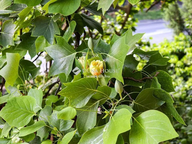 Eladó ház Budapest III. kerület, Csillaghegy 342 nm