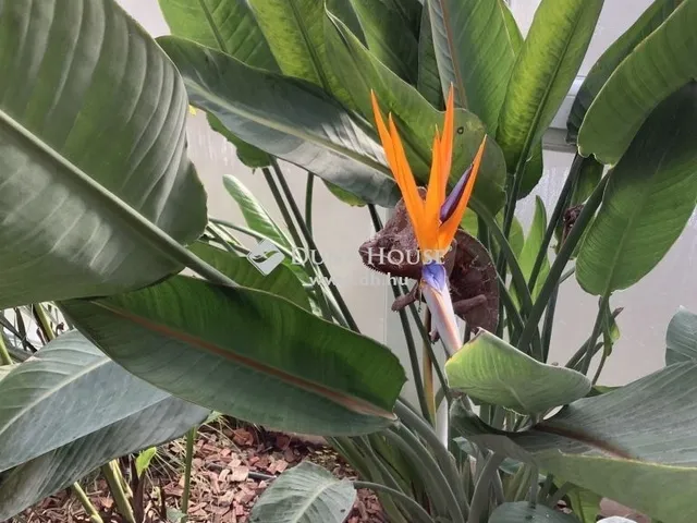 Eladó ház Budajenő 600 nm