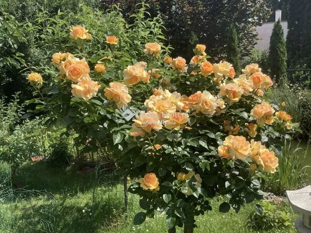 Eladó ház Budajenő 600 nm