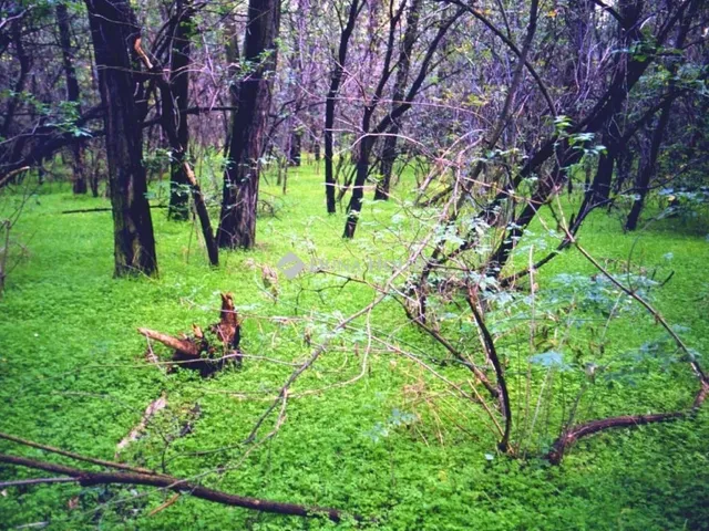 Eladó telek Szabadszállás 5697 nm