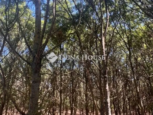 Eladó telek Martfű 100287 nm