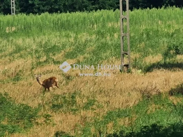 Eladó mezőgazdasági ingatlan Üllő 89340 nm