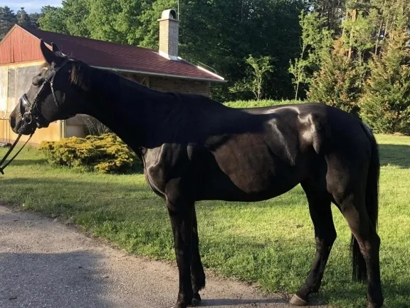 Eladó mezőgazdasági ingatlan Debrecen 300 nm