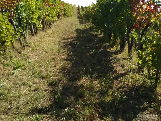 Eladó mezőgazdasági ingatlan Eger, Almagyar 3620 nm