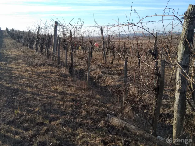 Eladó mezőgazdasági ingatlan Eger, Almagyar 3620 nm