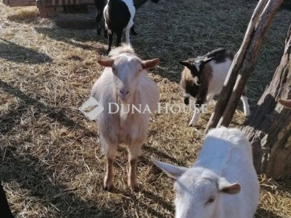 Eladó ház Szentpéterúr 95 nm