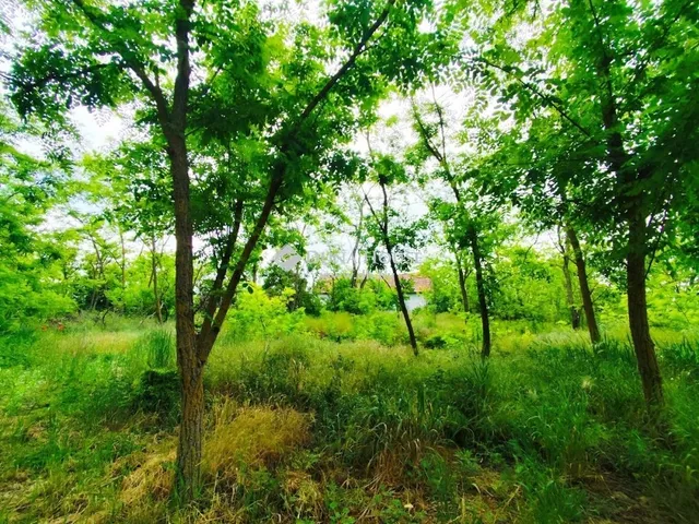 Eladó mezőgazdasági ingatlan Nyárlőrinc 80 nm