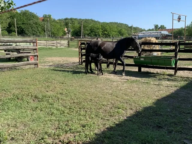 Eladó ház Császártöltés 189 nm