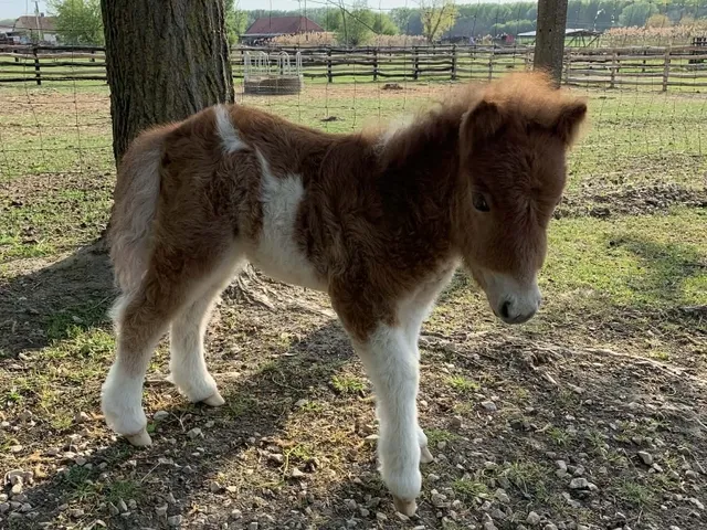 Eladó ház Császártöltés 189 nm