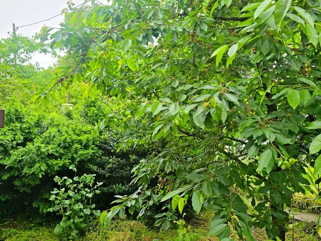Eladó telek Debrecen, Csigekert 796 nm
