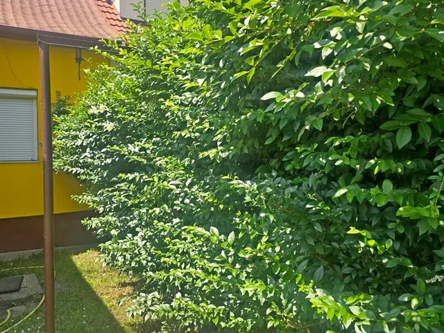 Eladó telek Debrecen, Hatvan utcai kert 235 nm