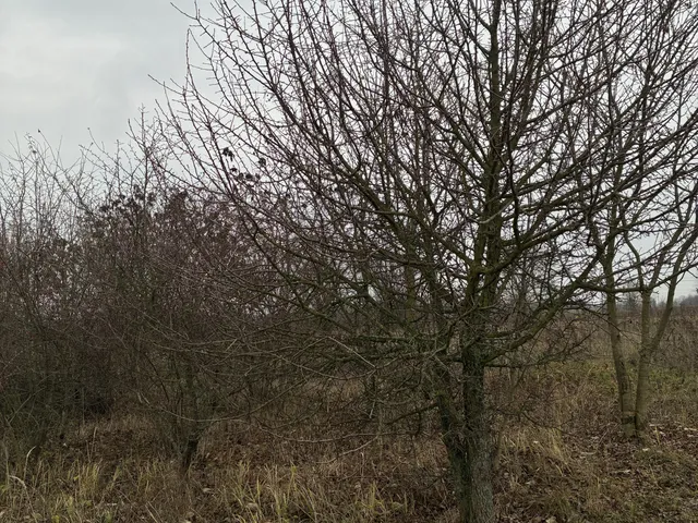 Eladó telek Gödöllő, Fenyves 1170 nm