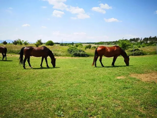Eladó mezőgazdasági ingatlan Fót 22065 nm