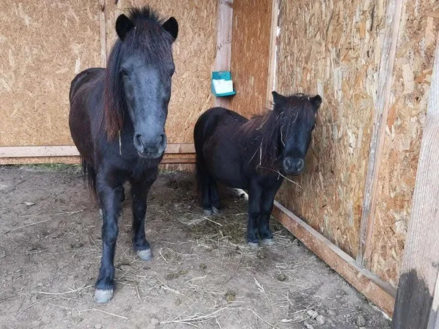 Eladó mezőgazdasági ingatlan Fót 22065 nm