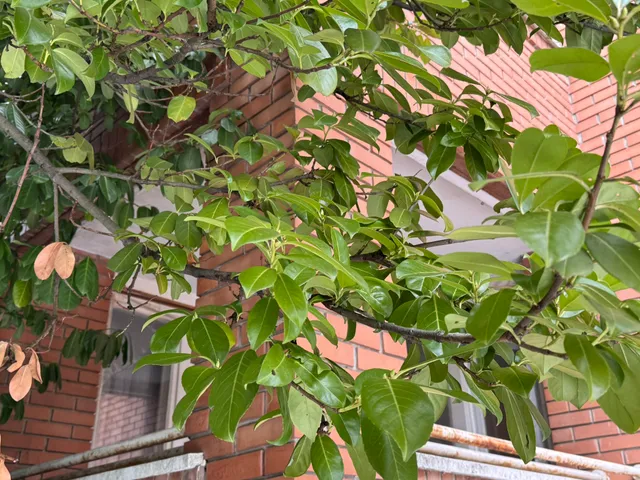 Eladó ház Budapest XII. kerület, Orbánhegy, Levendula utca 15.-17. 2199 nm