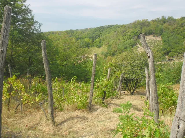 Eladó mezőgazdasági ingatlan Szekszárd, Parászta, Faddi völgy 24 nm