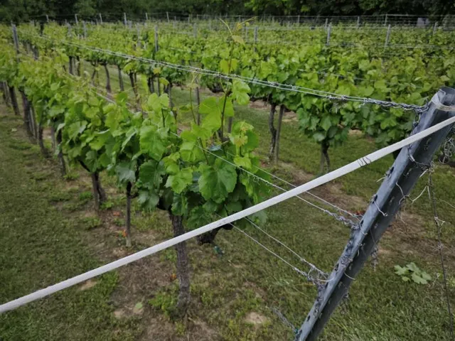 Eladó mezőgazdasági ingatlan Szekszárd, Szőlőhegy 2428 nm