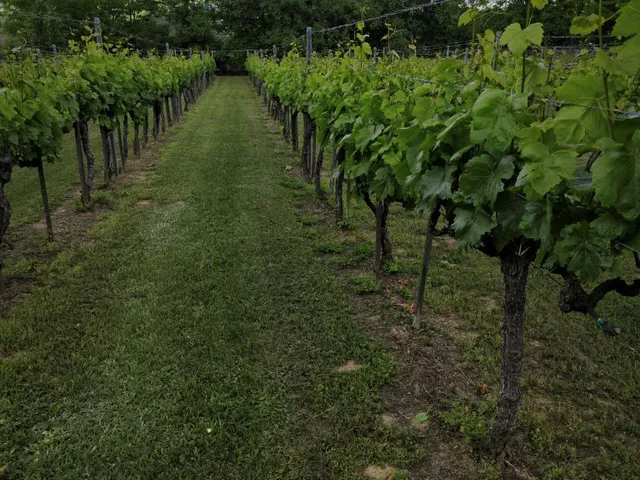 Eladó mezőgazdasági ingatlan Szekszárd, Szőlőhegy 2428 nm