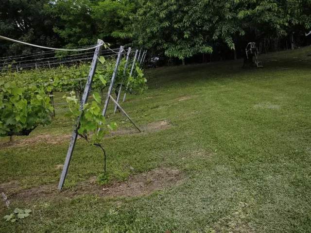 Eladó mezőgazdasági ingatlan Szekszárd, Szőlőhegy 2428 nm