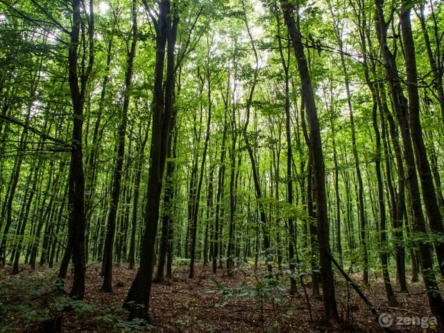 Eladó mezőgazdasági ingatlan Monostorpályi 10043 nm