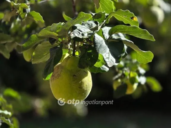 Eladó ház Homokbödöge 167 nm