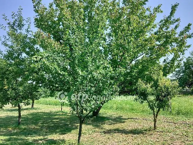 Eladó ház Szil 80 nm