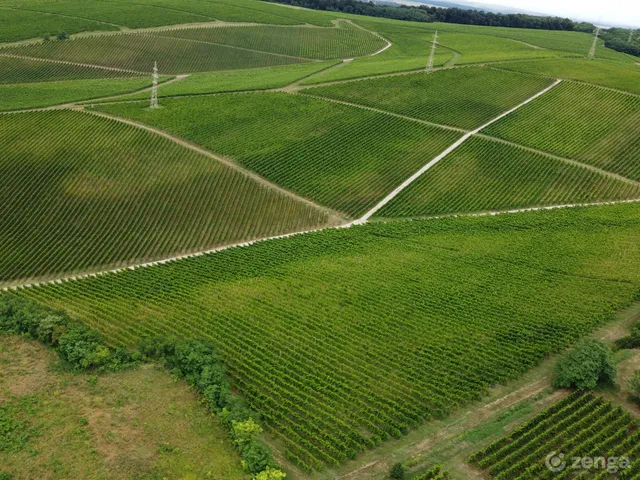 Eladó mezőgazdasági ingatlan Villány 82000 nm