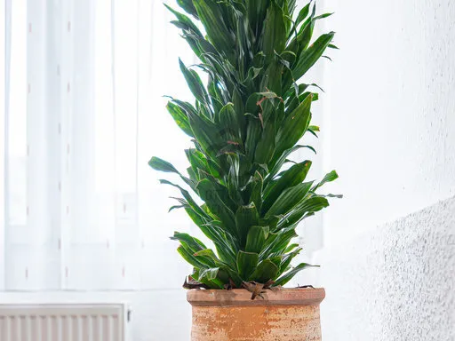 Eladó lakás Budapest III. kerület, Óbuda 68 nm