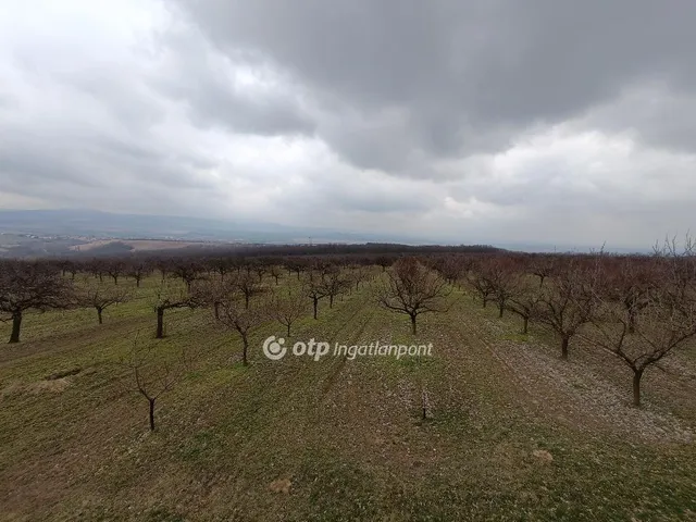 Eladó mezőgazdasági ingatlan Tök 50000 nm