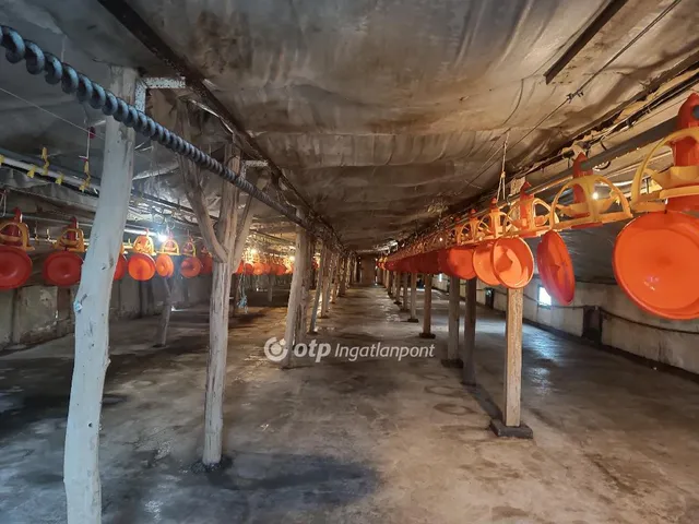 Eladó mezőgazdasági ingatlan Csősz 3913 nm