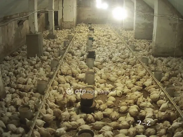 Eladó mezőgazdasági ingatlan Csősz 3913 nm