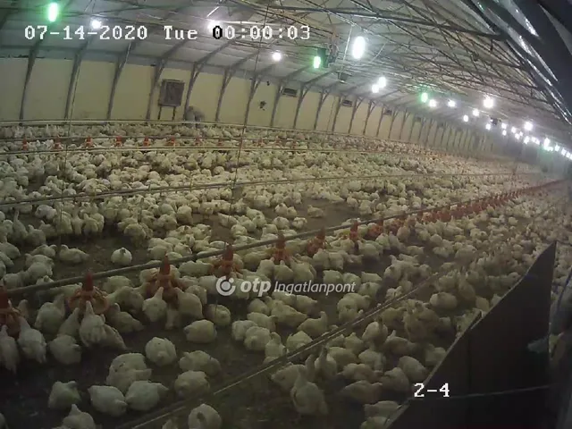 Eladó mezőgazdasági ingatlan Csősz 3913 nm