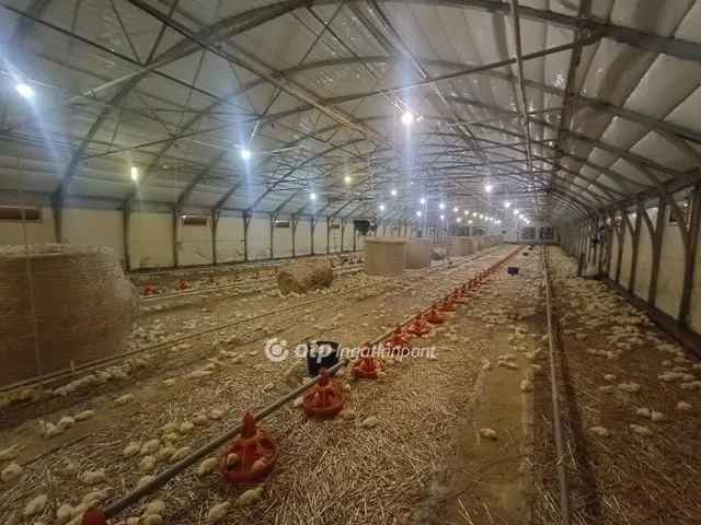 Eladó mezőgazdasági ingatlan Csősz 3913 nm