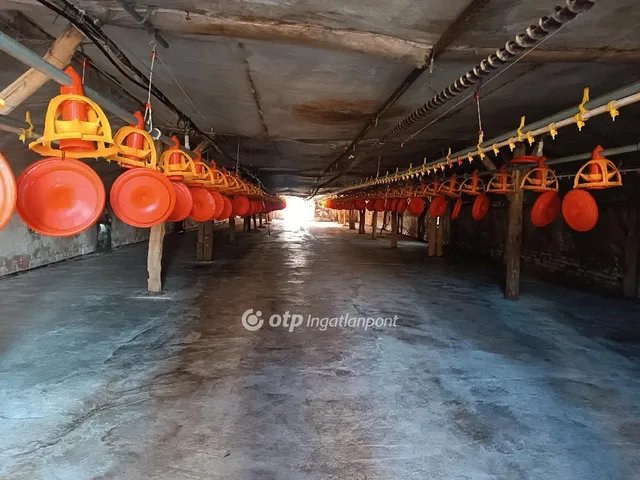 Eladó mezőgazdasági ingatlan Csősz 3913 nm