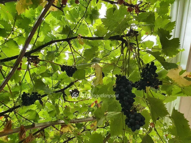 Eladó ház Szigetszentmiklós 92 nm