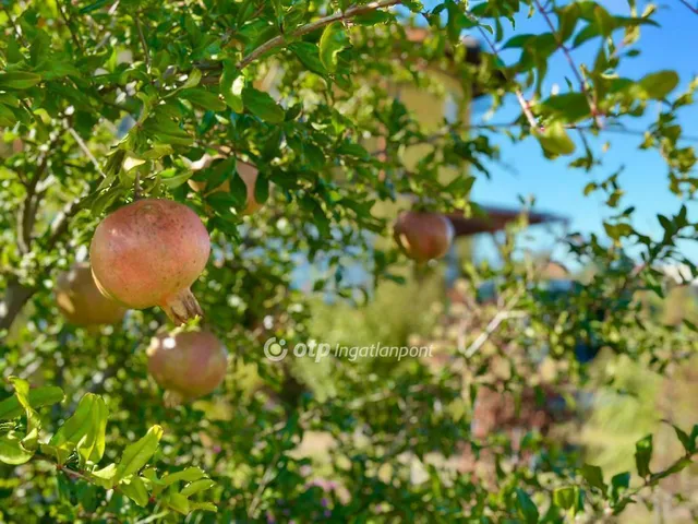 Eladó ház Budapest XXII. kerület, Budafok 170 nm