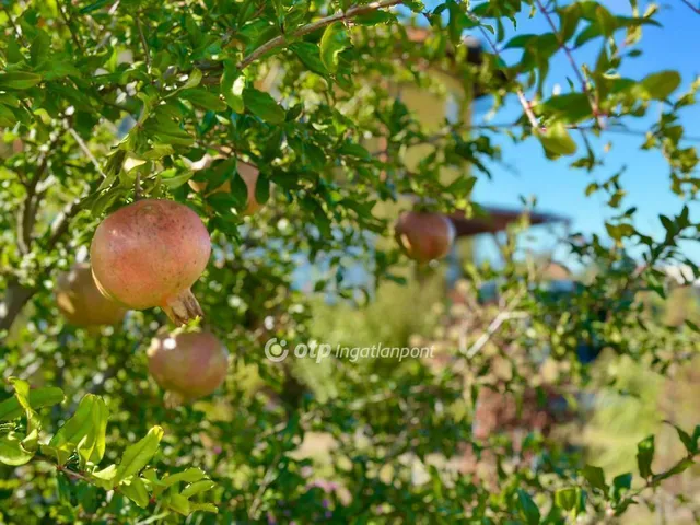 Eladó ház Budapest XXII. kerület, Budafok 170 nm