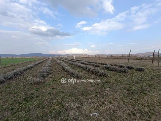 Eladó mezőgazdasági ingatlan Páty 20000 nm