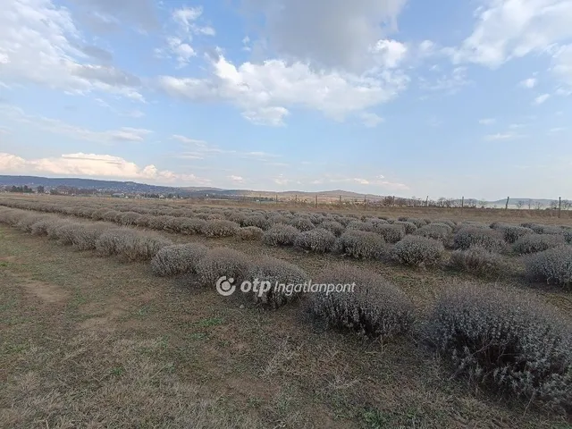 Eladó mezőgazdasági ingatlan Páty 20000 nm