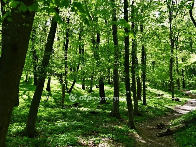 Eladó mezőgazdasági ingatlan Tarján 17240 nm