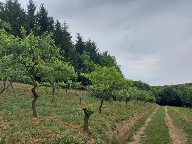 Eladó mezőgazdasági ingatlan Zalaegerszeg, Botfa 10110 nm