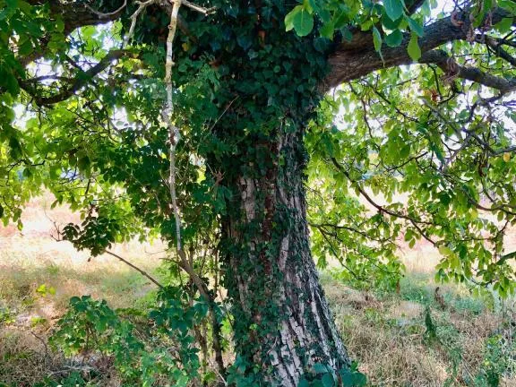 Eladó telek Szántód 1679 nm