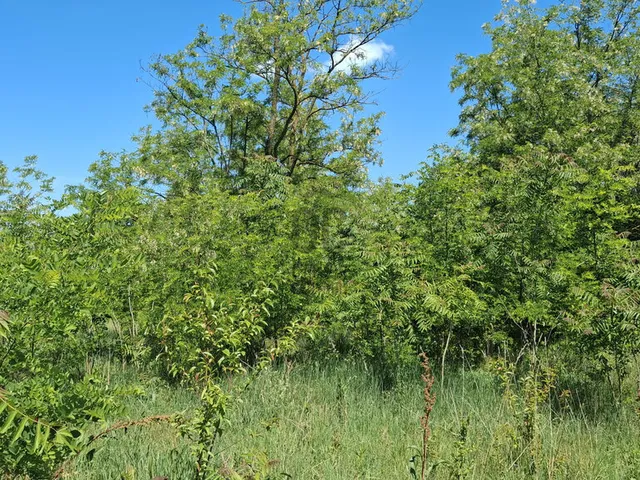 Eladó telek Balatonszemes 959 nm