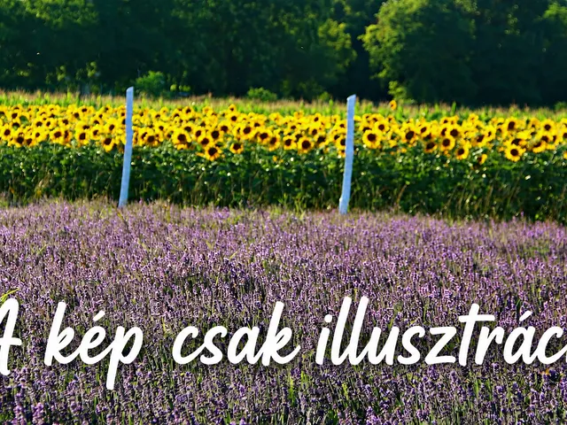 Eladó mezőgazdasági ingatlan Ráckeve 2723 nm